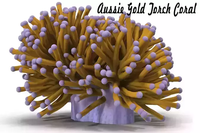 Aussie Gold Torch Coral 3D model