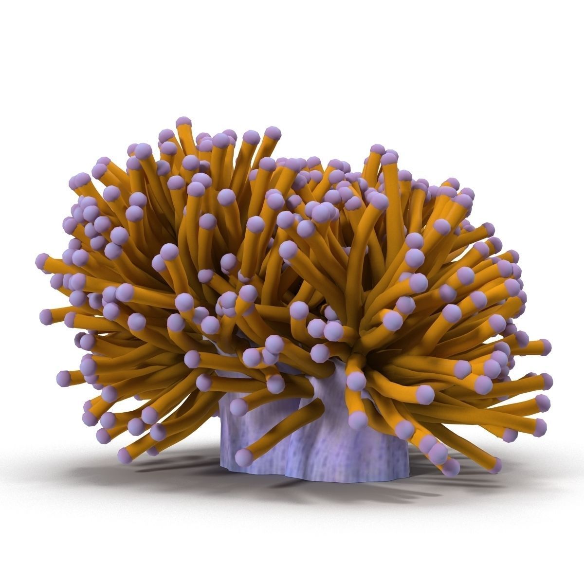 Aussie Gold Torch Coral 3D model_1