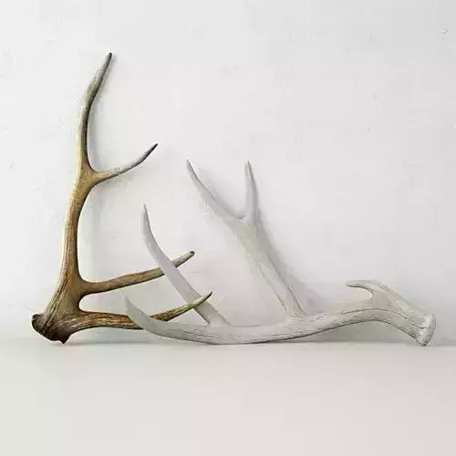 Deer Antlers 3D model
