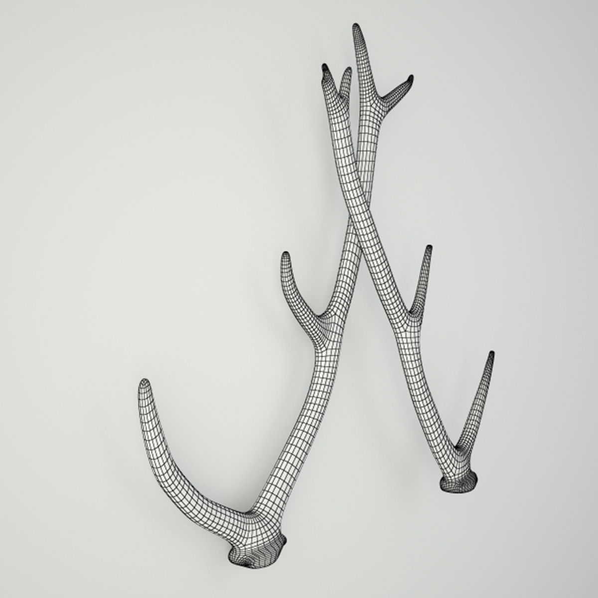 Naturally-Shed Deer Antlers 3D model_3