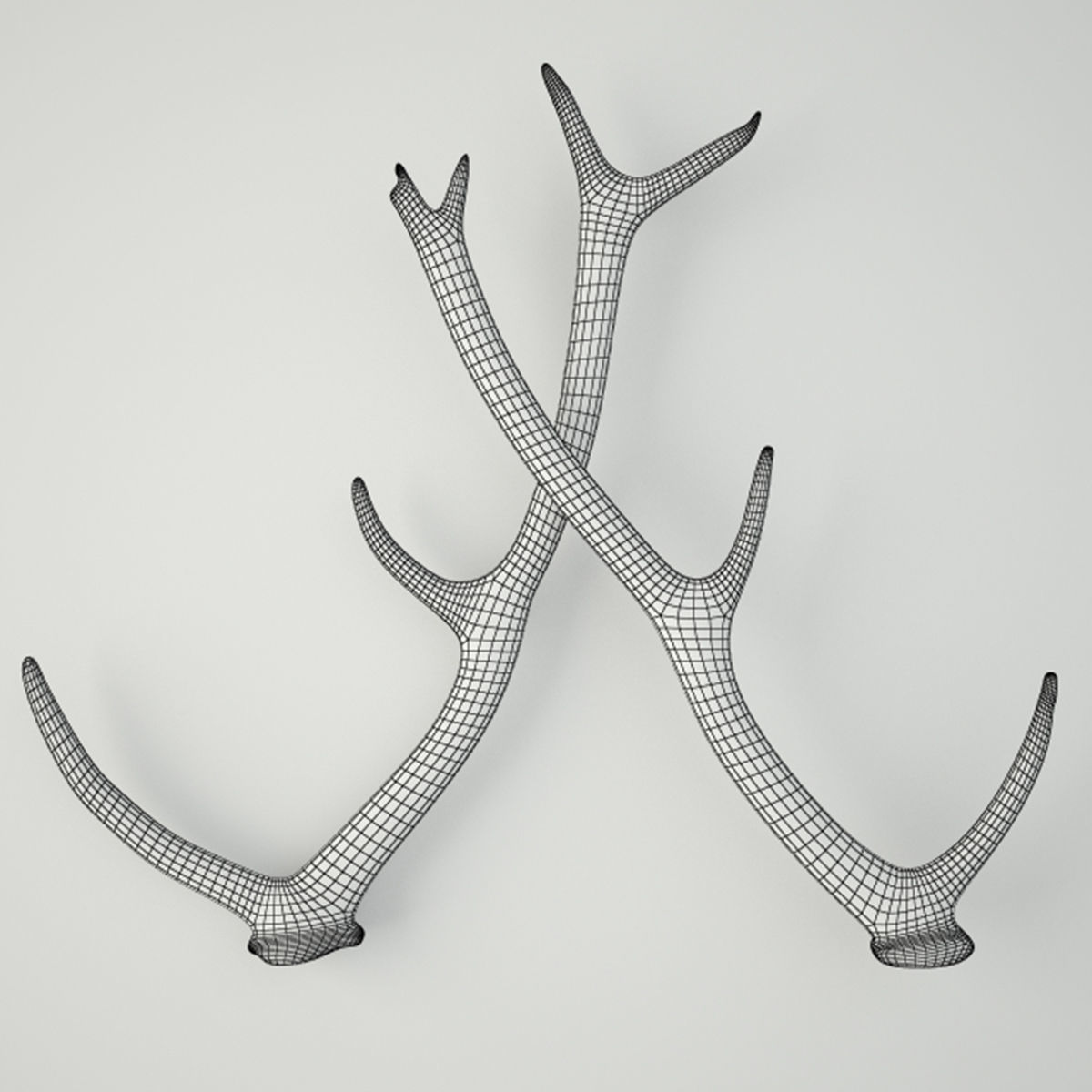 Naturally-Shed Deer Antlers 3D model_1