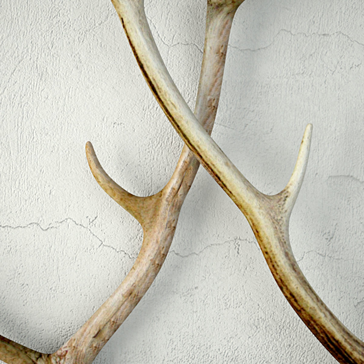 Naturally-Shed Deer Antlers 3D model_4