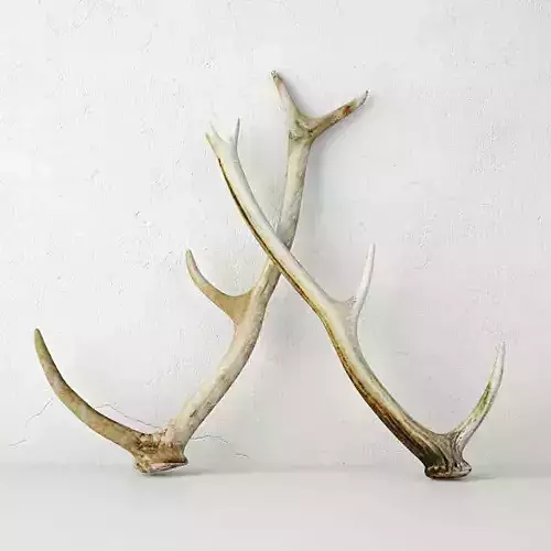 Naturally-Shed Deer Antlers 3D model