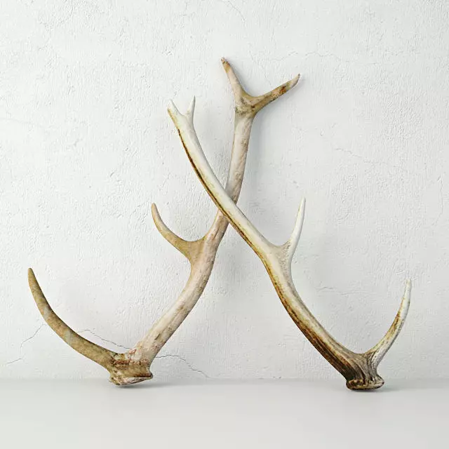 Naturally-Shed Deer Antlers 3D model_0