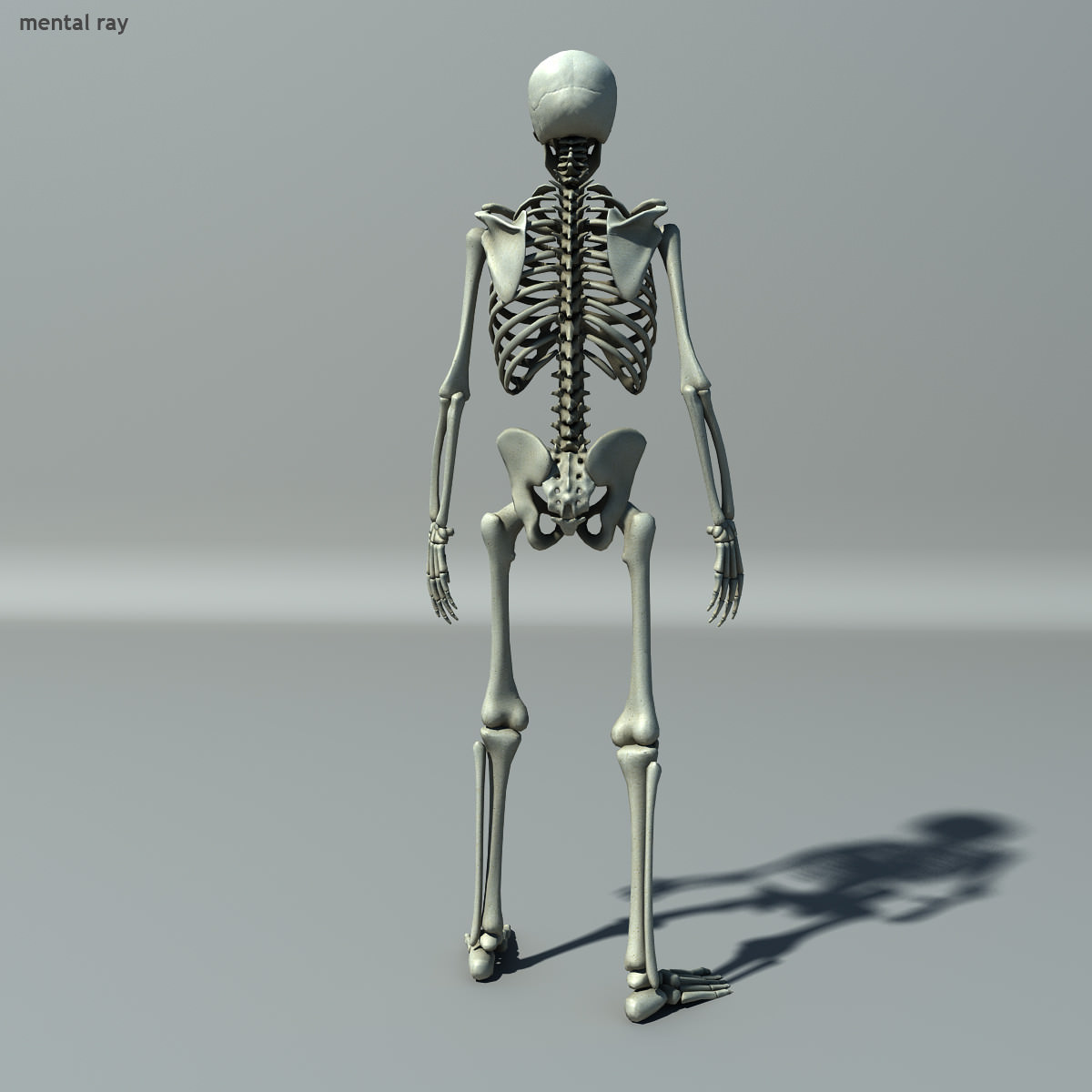 Skeleton Lowpoly Low-poly 3D model_5
