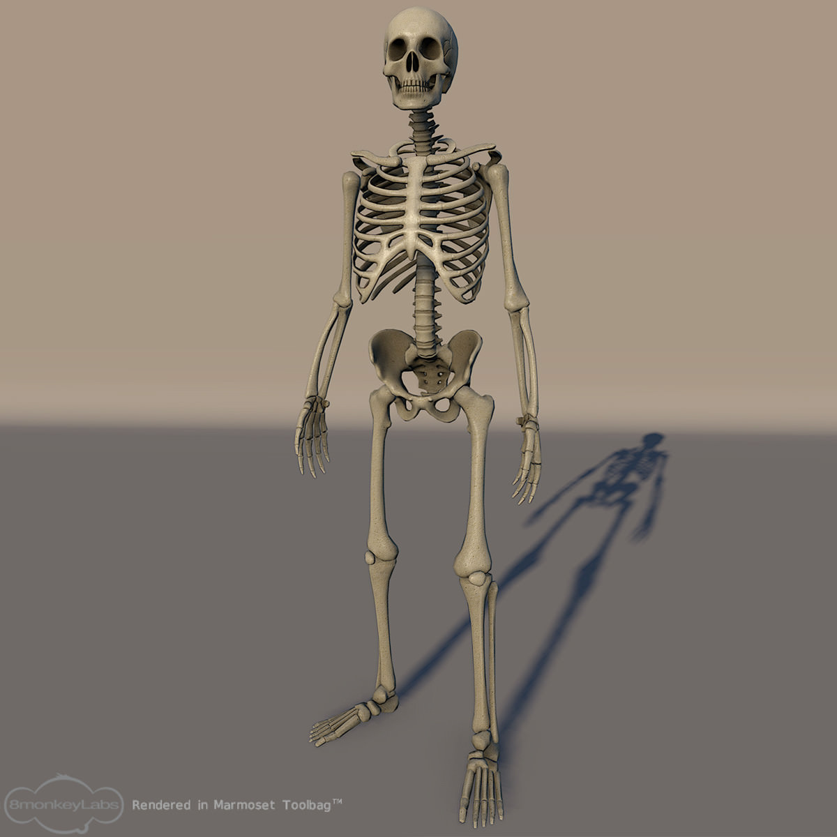 Skeleton Lowpoly Low-poly 3D model_1