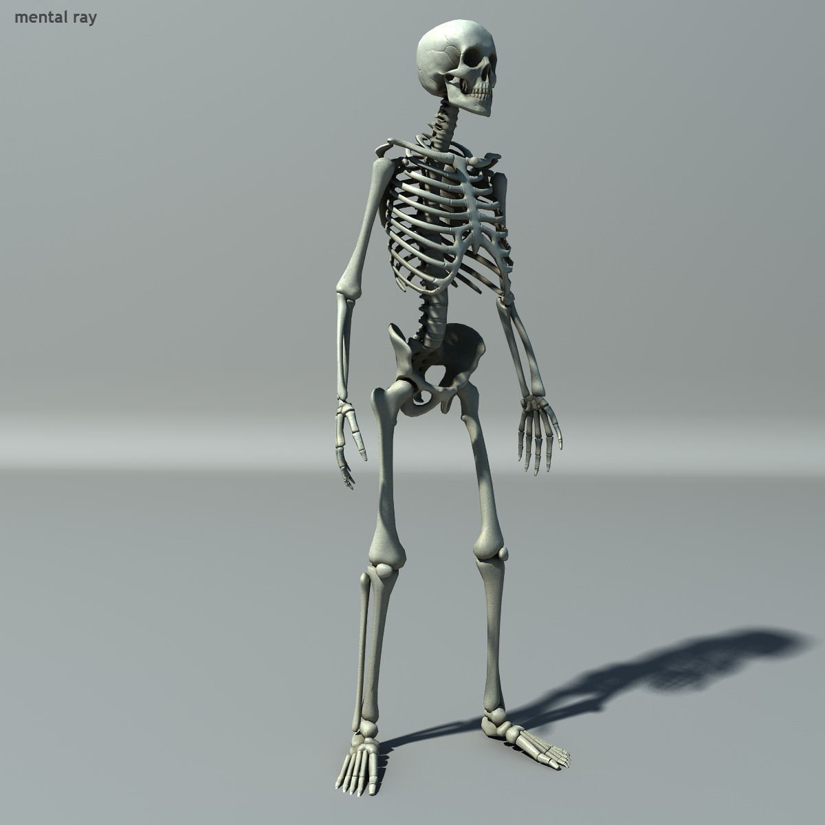 Skeleton Lowpoly Low-poly 3D model_7