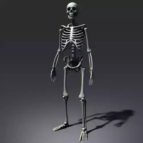 Skeleton Lowpoly Low-poly 3D model