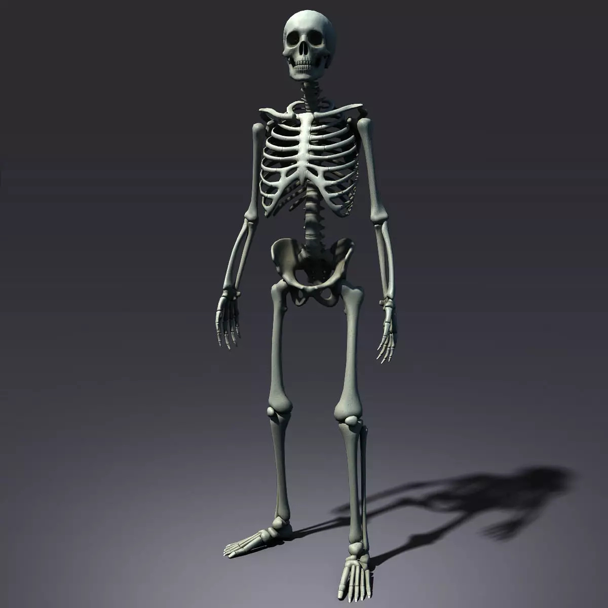 Skeleton Lowpoly Low-poly 3D model_0