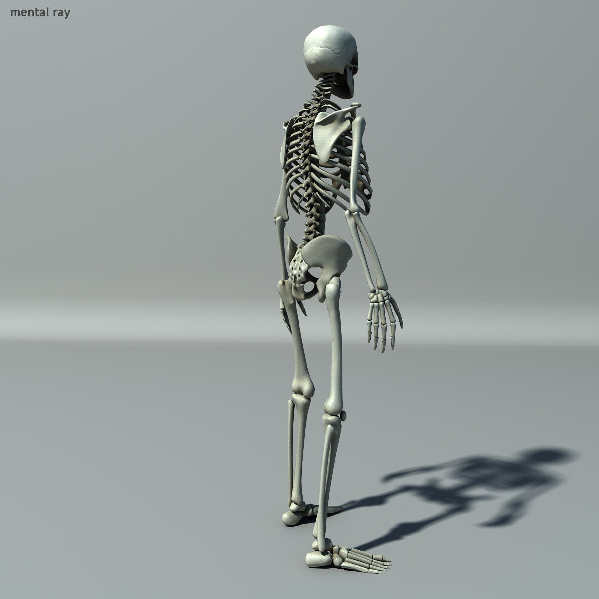 Skeleton Lowpoly Low-poly 3D model_6
