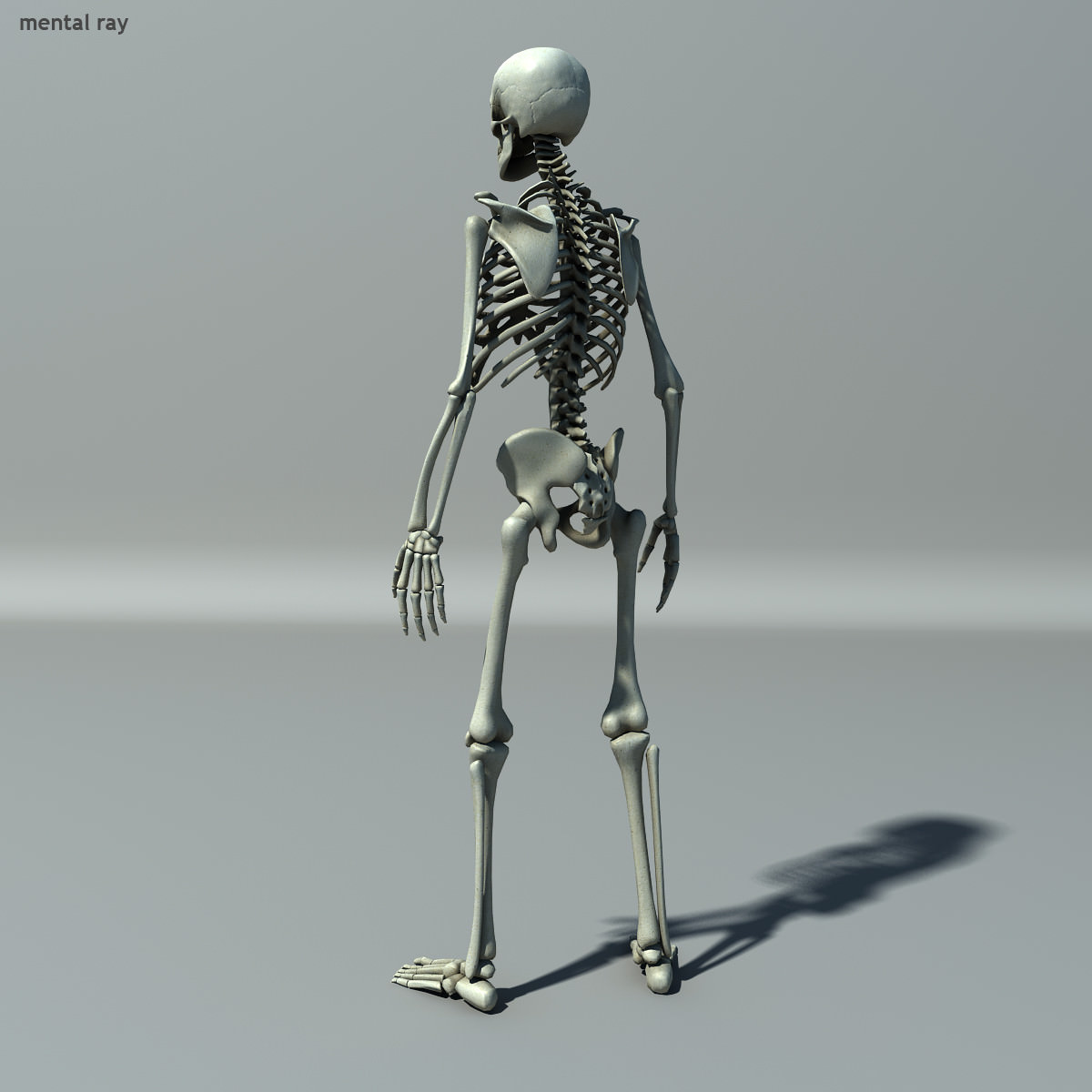Skeleton Lowpoly Low-poly 3D model_4