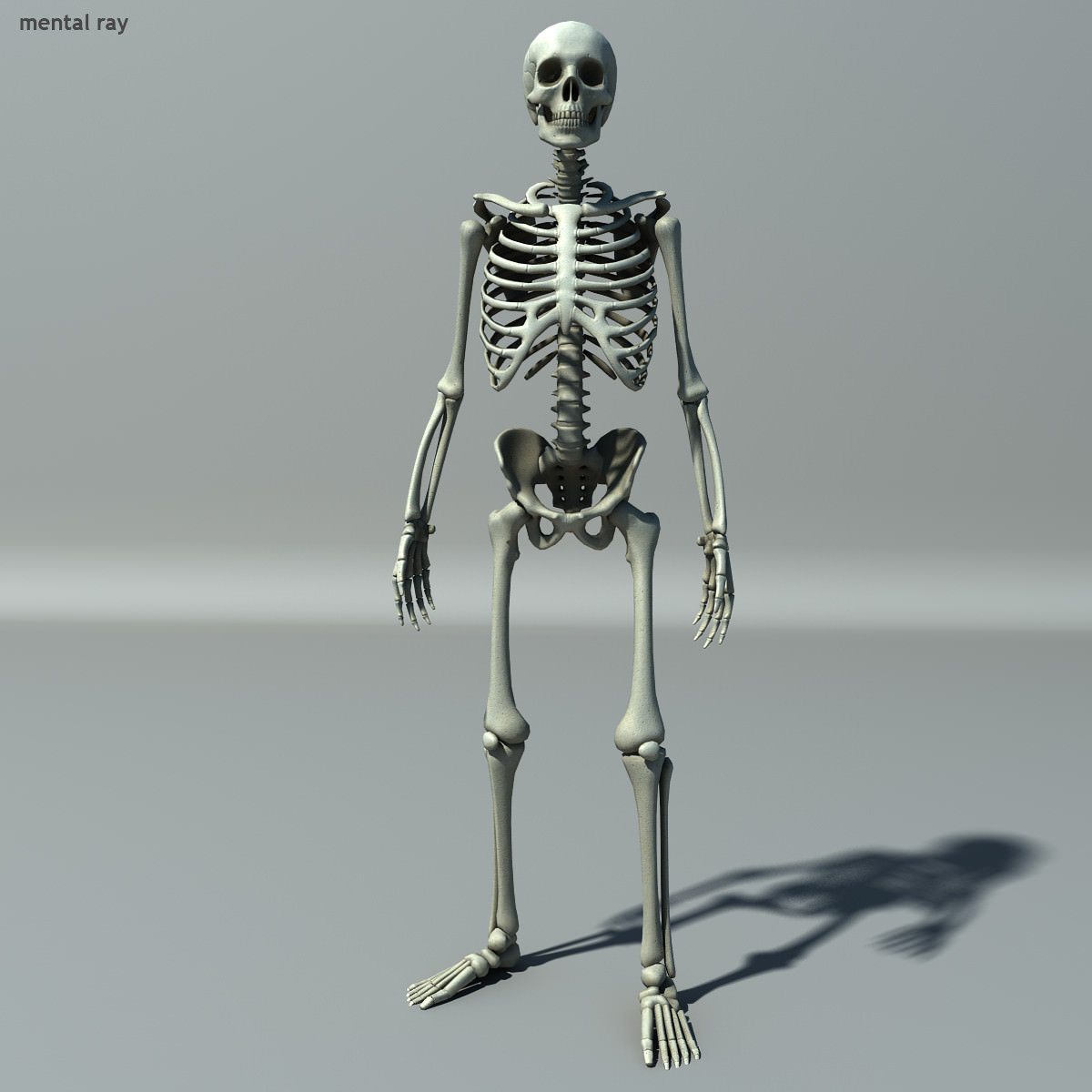 Skeleton Lowpoly Low-poly 3D model_2