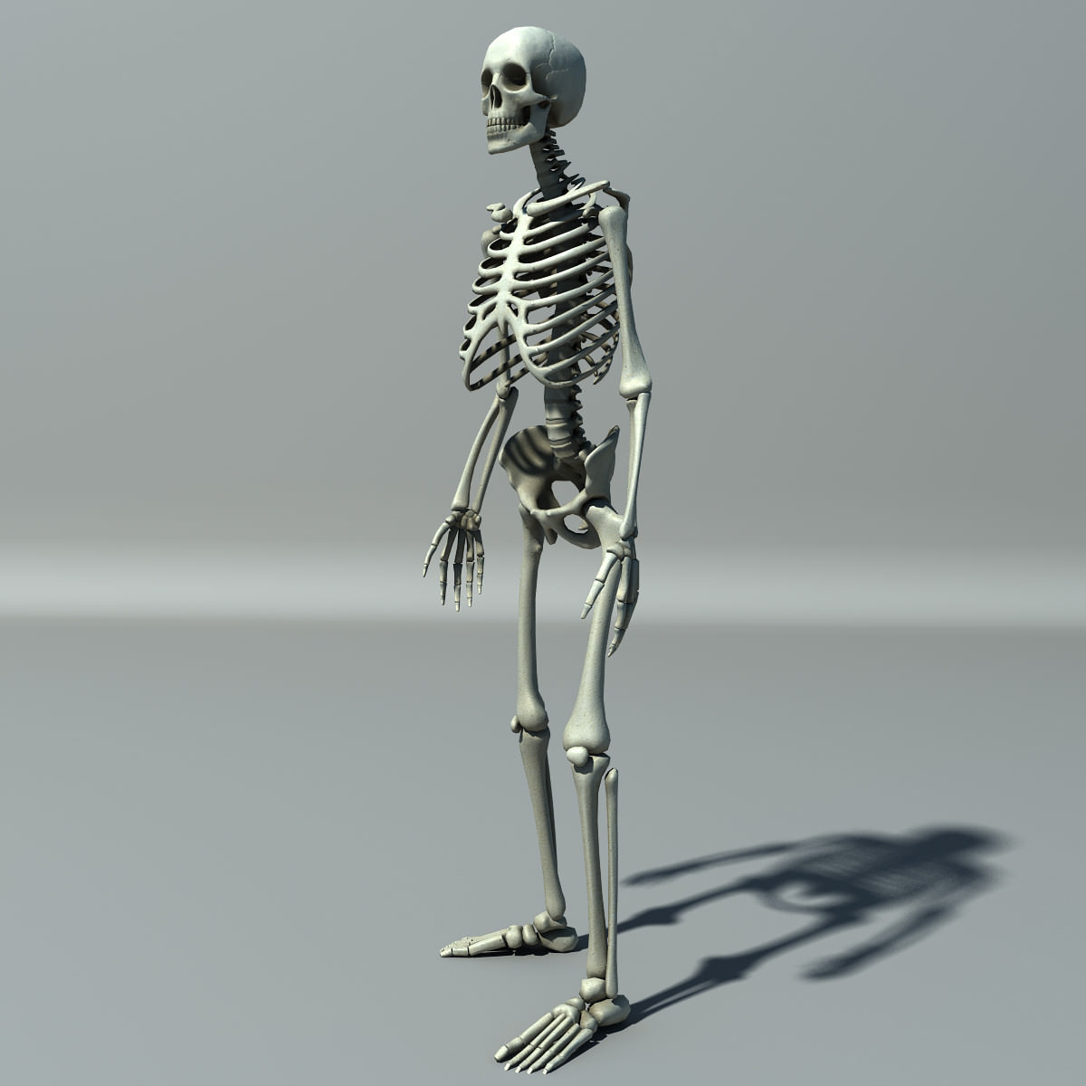 Skeleton Lowpoly Low-poly 3D model_3