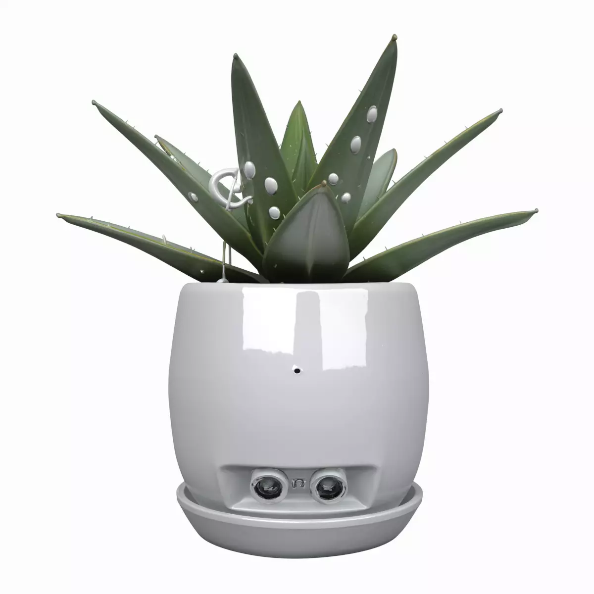 3D Model of Medicinal Aloe Vera Plant Gel-Filled Leaves 3D model