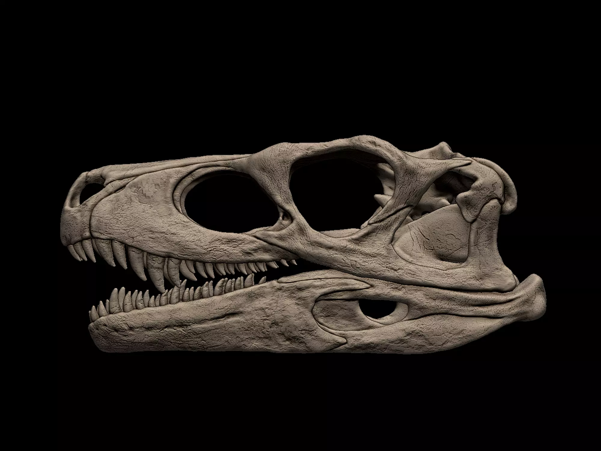 Herrerasaurus Skull 3D print model