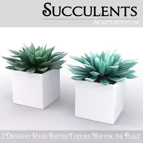 Potted Plant - Succulents  3D model