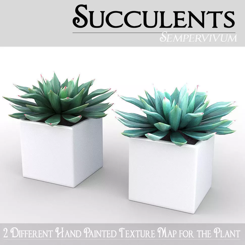 Potted Plant - Succulents 3D model