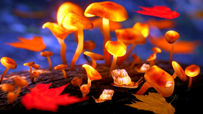 Magic mushrooms 3D model