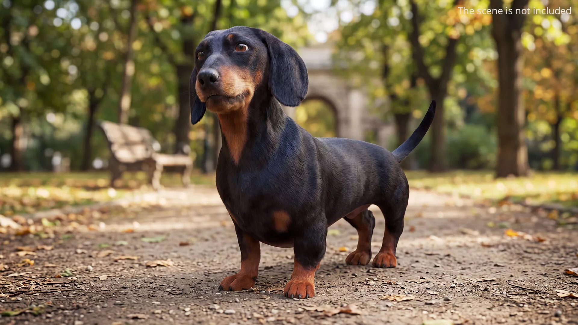 Black Dachshund Walking Fur Animated Rigged for Maya 3D model