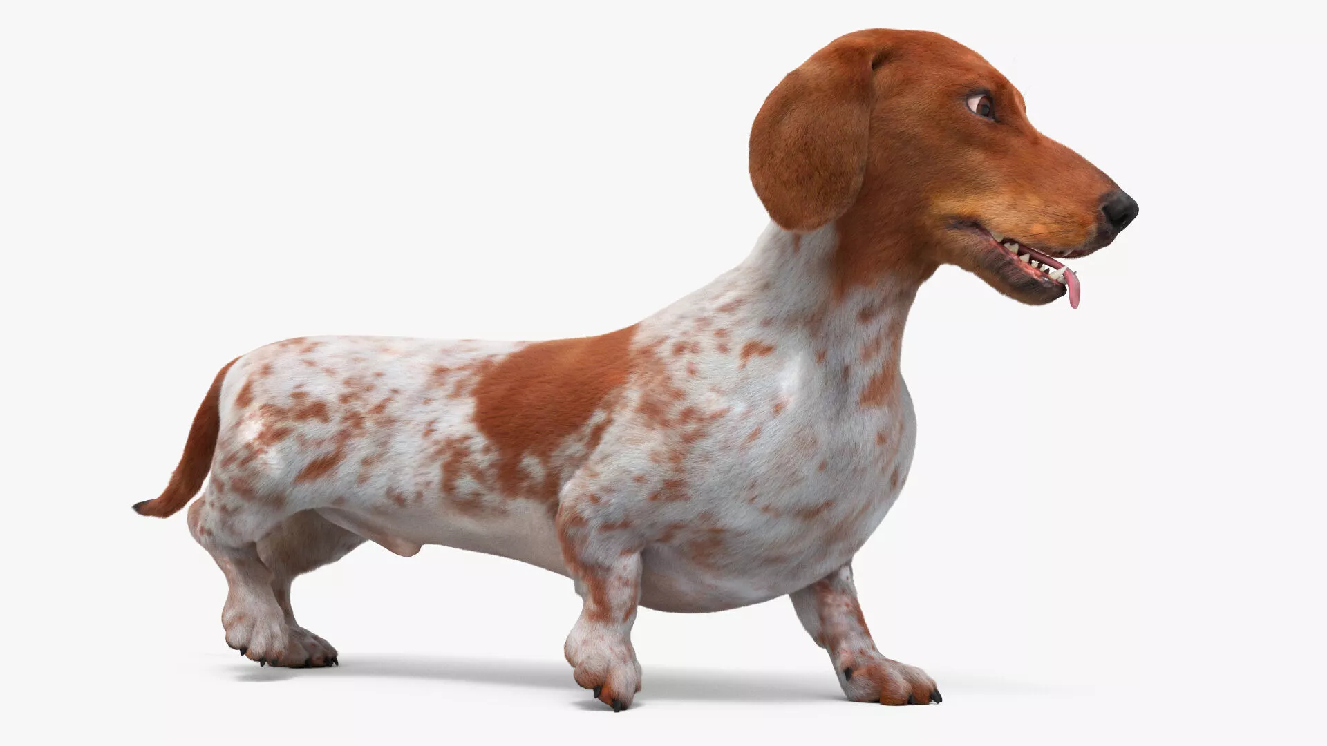 Spotted Dachshund Dog Fur Set Animated Rigged for Maya 3D model