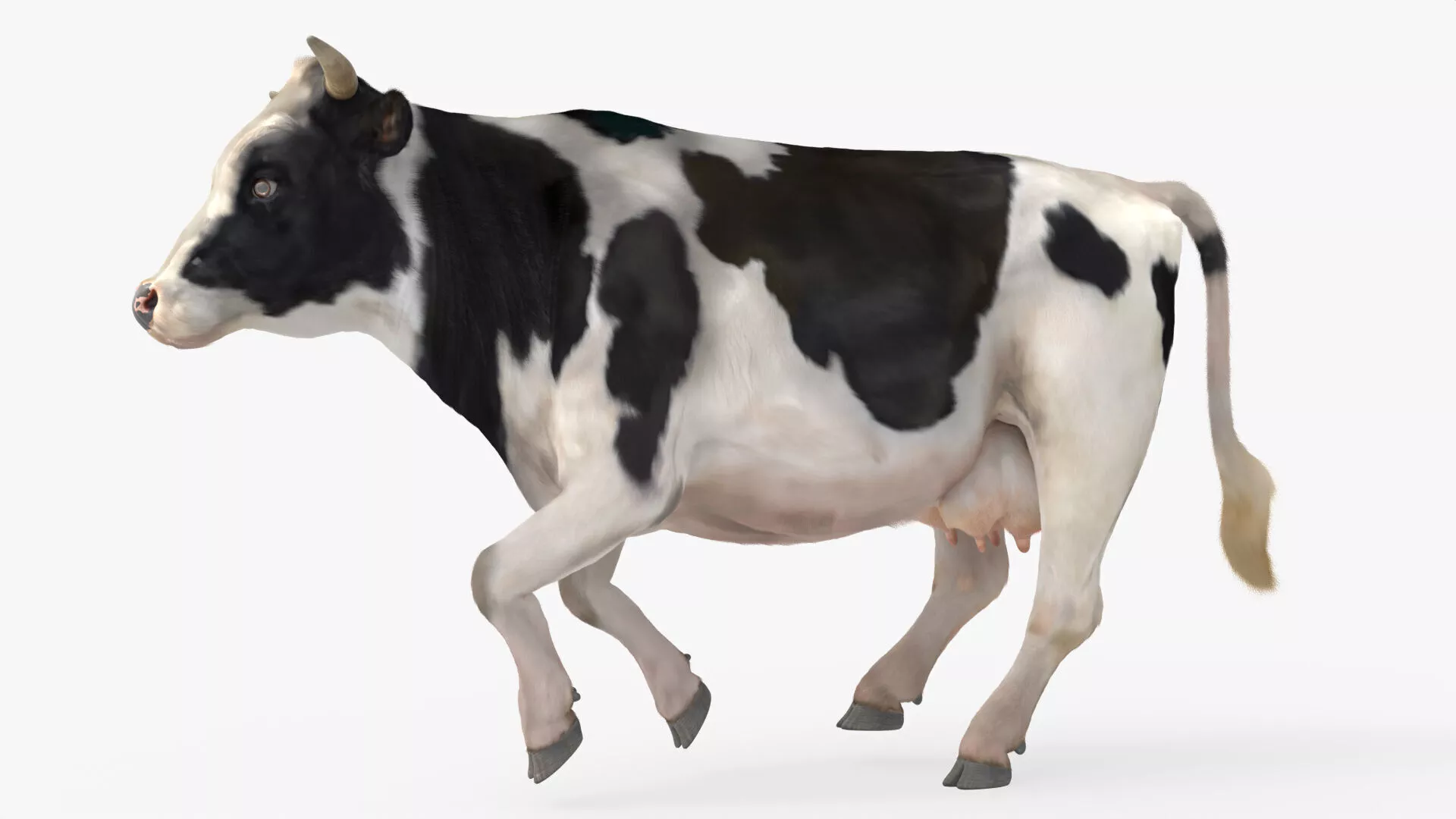 Dairy Cow Rigged Fur For Blender 3D model