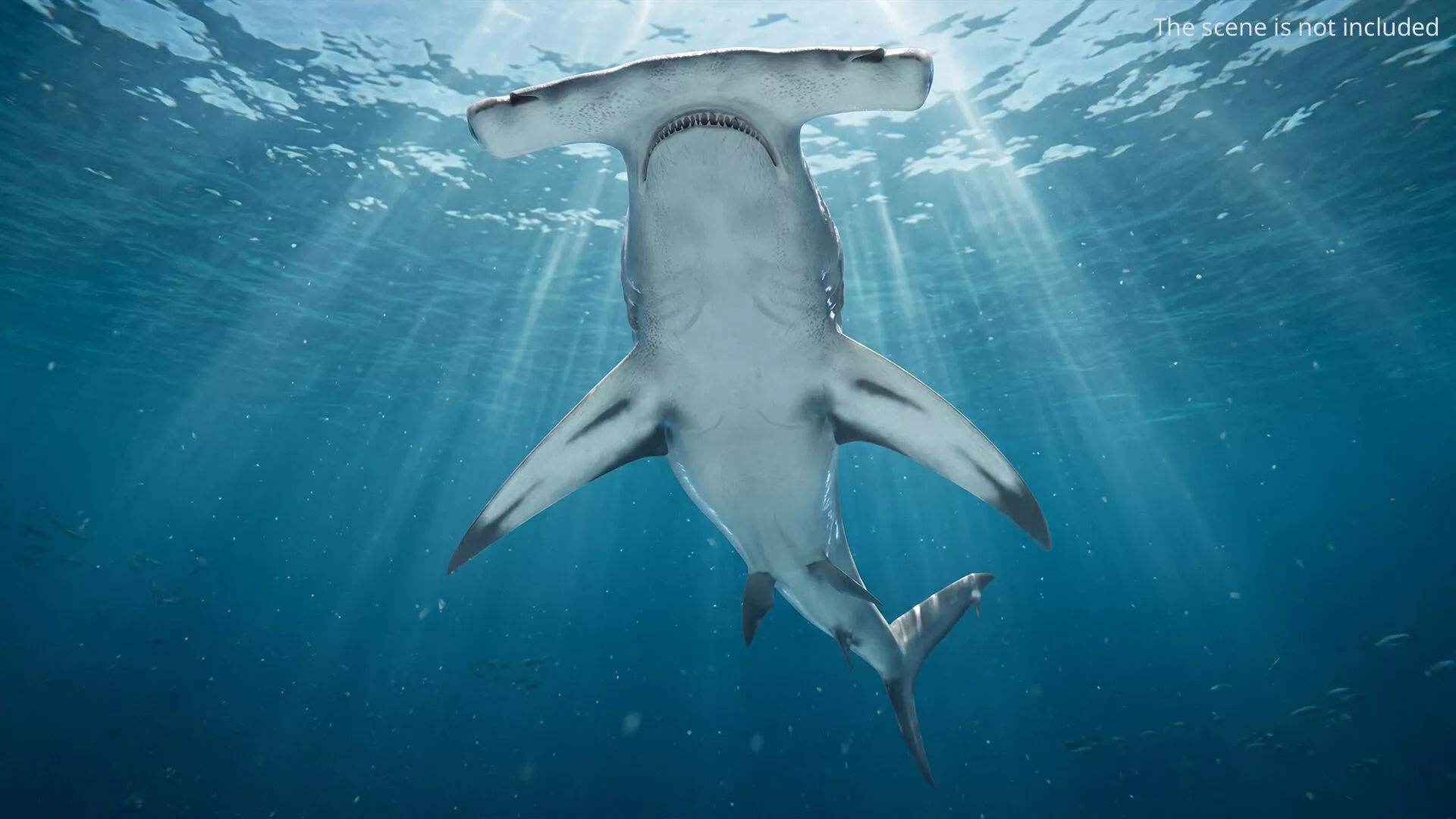 Hammerhead Shark Rigged For Maya 3D model