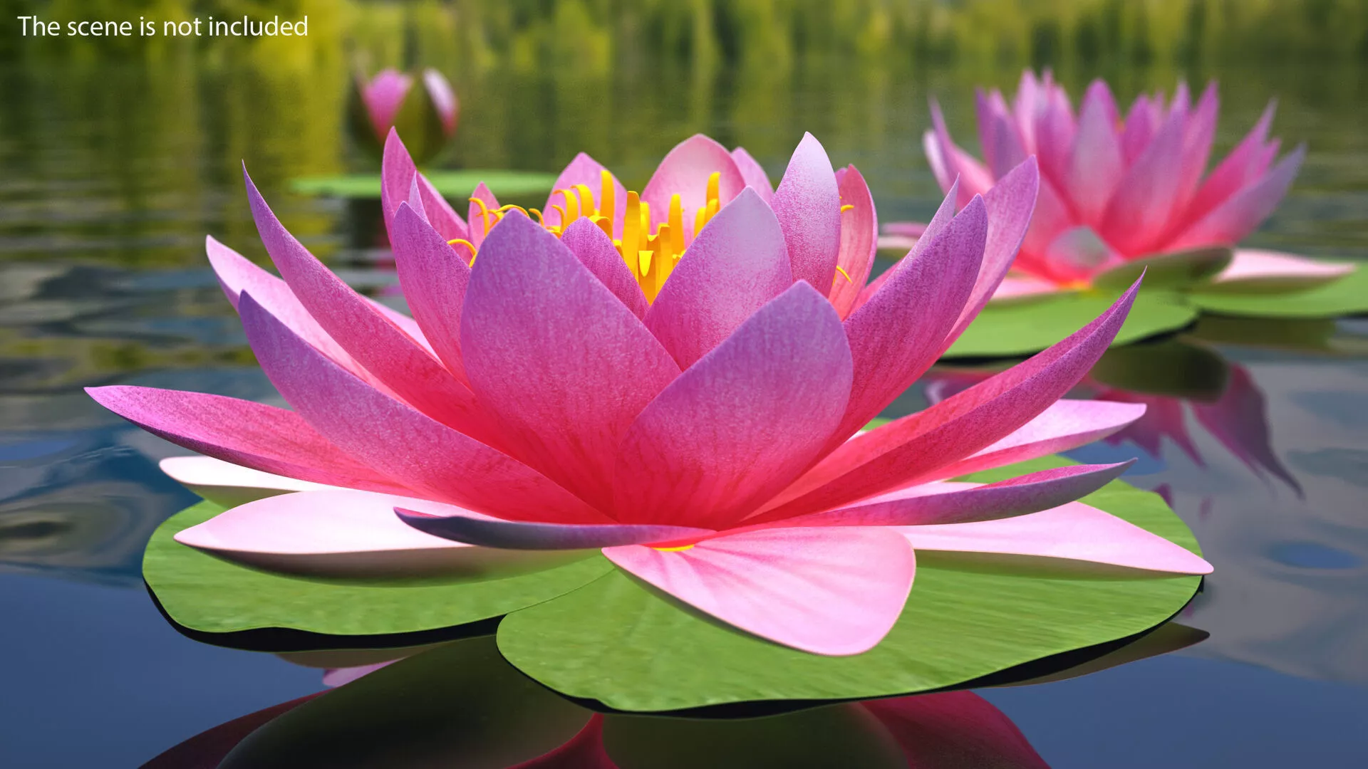 Nymphaea Siam Purple Kit 3D model