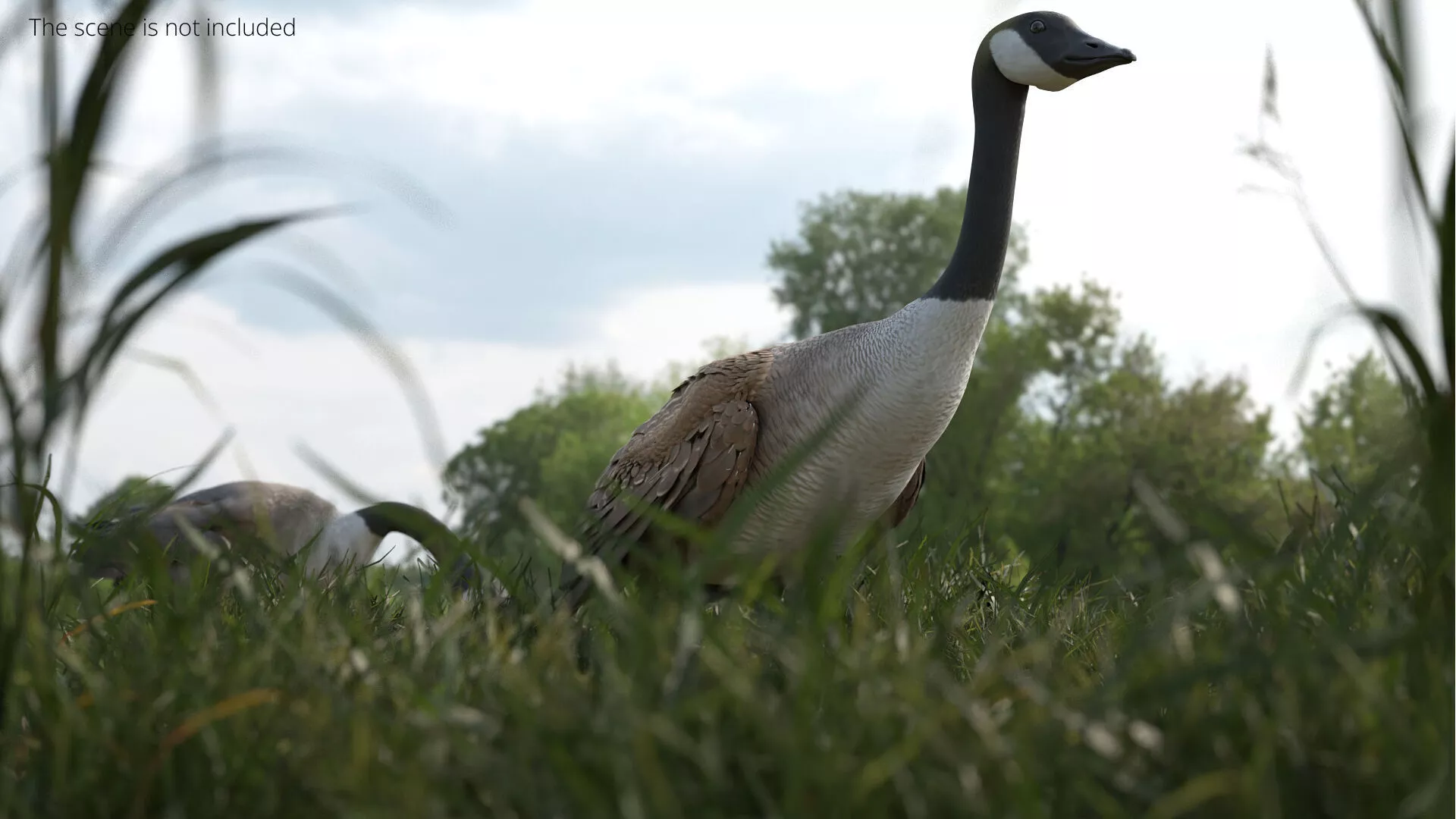Canada Goose Walking Animated Rigged For Blender 3D model