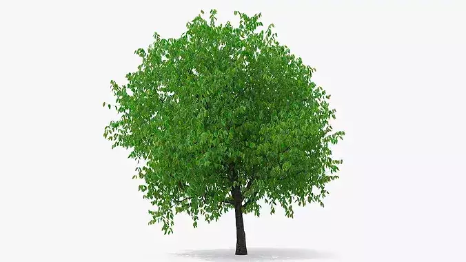 Cherry Blossom Tree 3D model 5