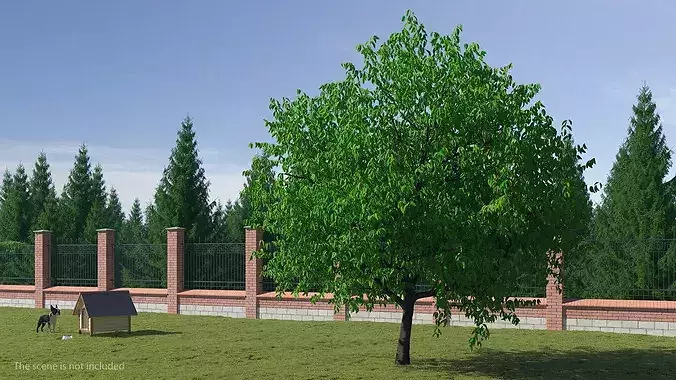 Cherry Blossom Tree 3D model
