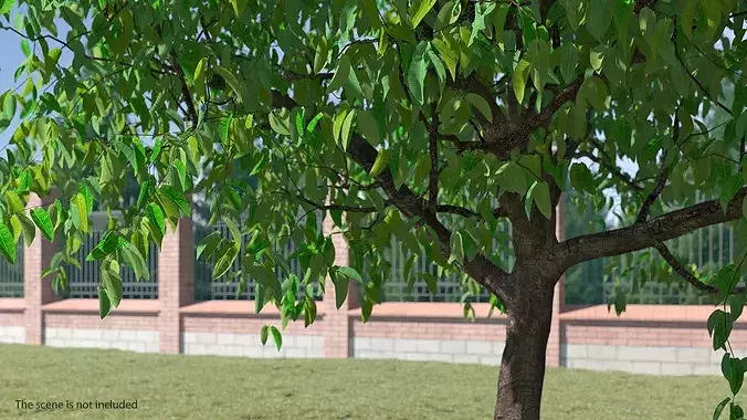 Cherry Blossom Tree 3D model 3