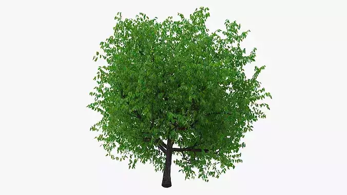 Cherry Blossom Tree 3D model 7