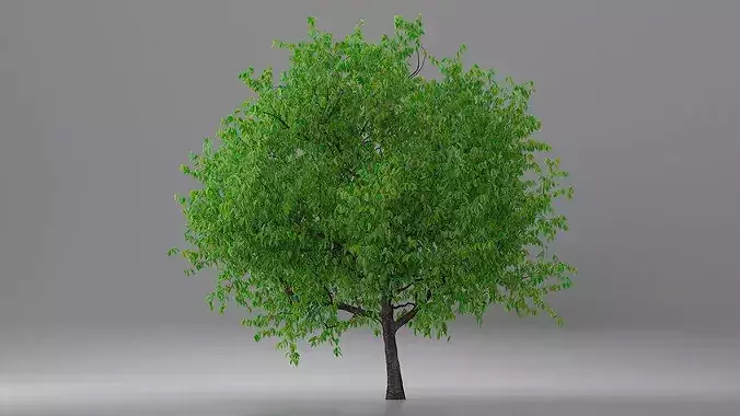 Cherry Blossom Tree 3D model 4