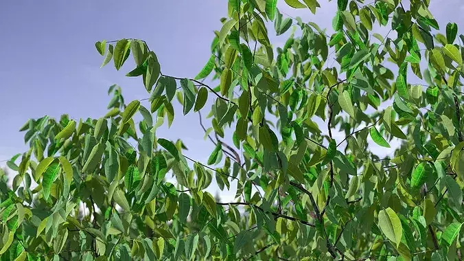 Cherry Blossom Tree 3D model 2