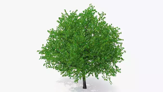 Cherry Blossom Tree 3D model 6