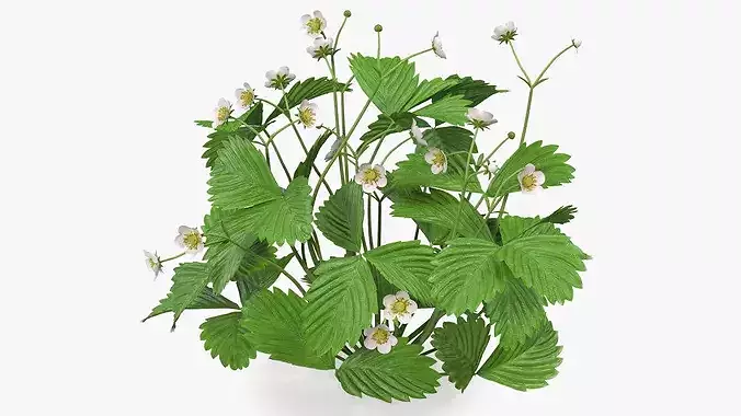 Strawberry Plant with Blossoming Flowers 3D model