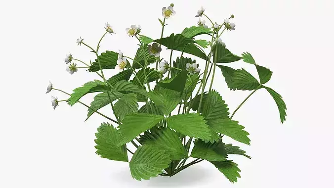 Strawberry Plant with Blossoming Flowers 3D model 6