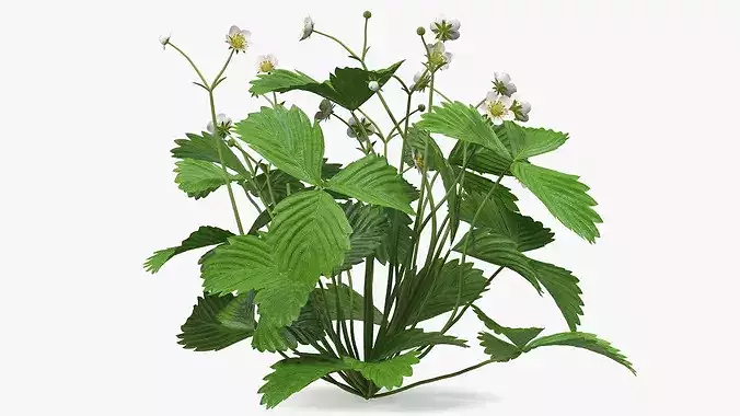 Strawberry Plant with Blossoming Flowers 3D model 7