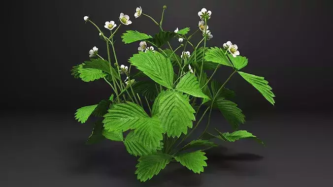Strawberry Plant with Blossoming Flowers 3D model 5