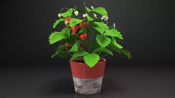 Strawberry Plant with Fruit in Pot 3D model 5