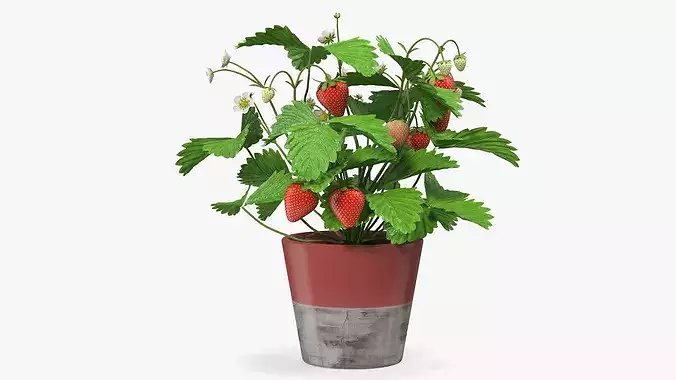 Strawberry Plant with Fruit in Pot 3D model 7