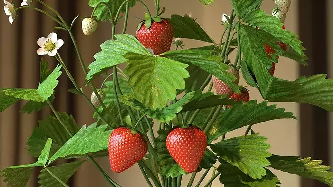 Strawberry Plant with Fruit in Pot 3D model 3