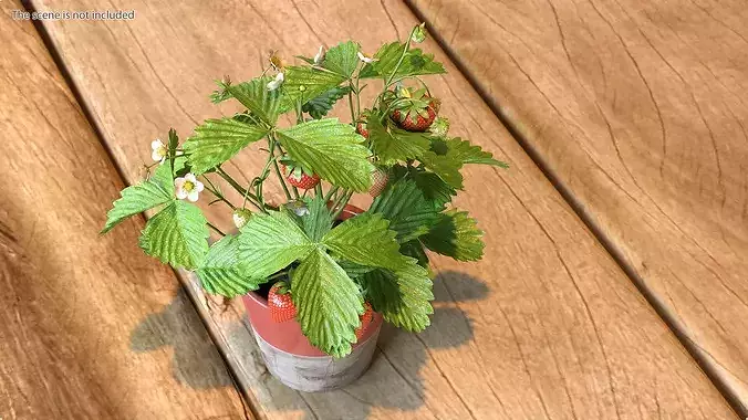 Strawberry Plant with Fruit in Pot 3D model 2