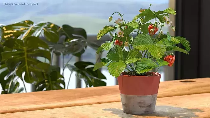 Strawberry Plant with Fruit in Pot 3D model
