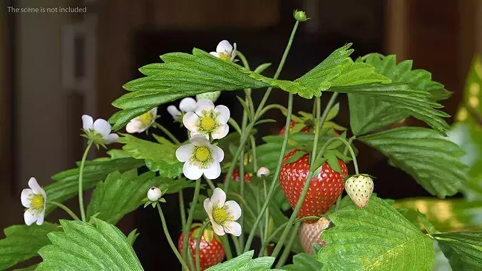 Strawberry Plant with Fruit in Pot 3D model 4