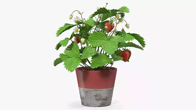 Strawberry Plant with Fruit in Pot 3D model 6