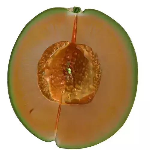 Cantaloupe Melon Half Realistic 3D Model 3D model 4