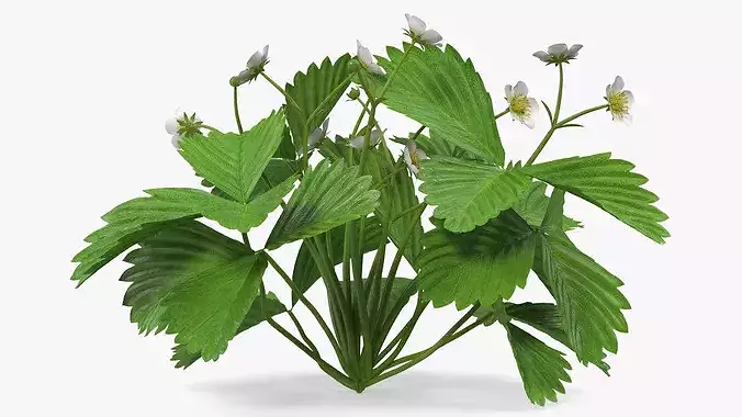Garden Strawberry Plant Flowers 3D model 7