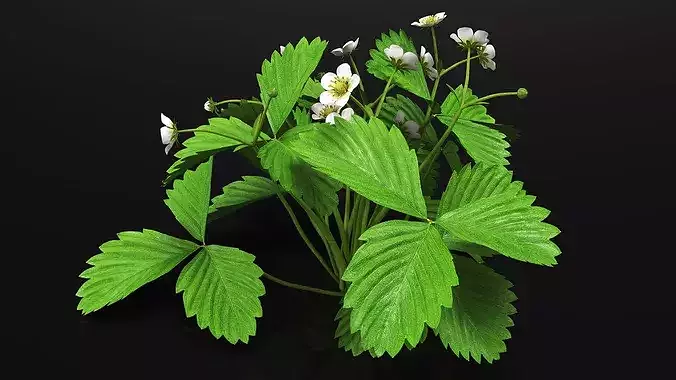 Garden Strawberry Plant Flowers 3D model 5