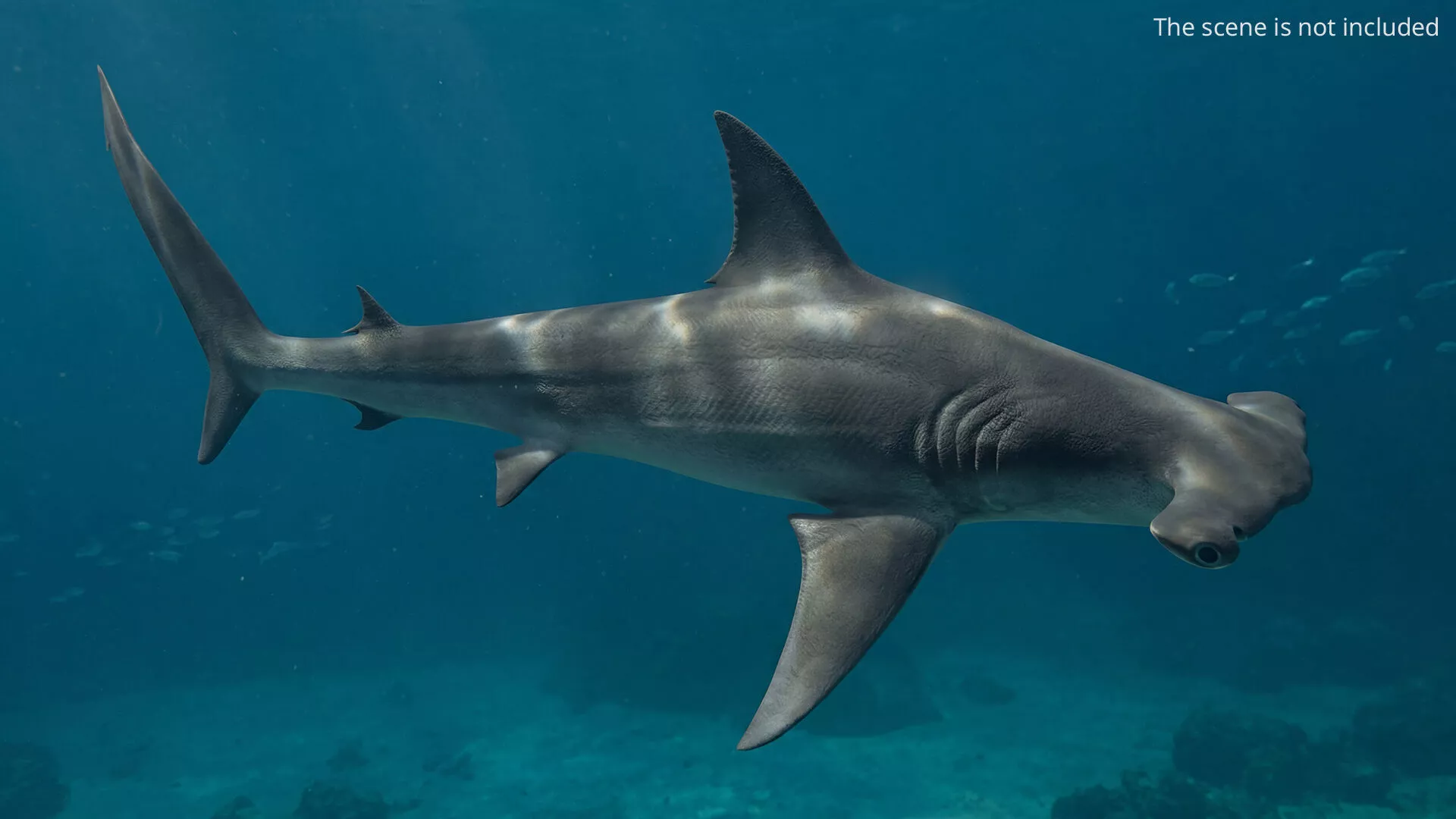 Hammerhead Shark Eat Fish Animated Rigged For Maya 3D model